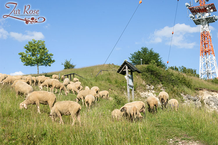 Hesselberg - Schafe in der Gipfelregion